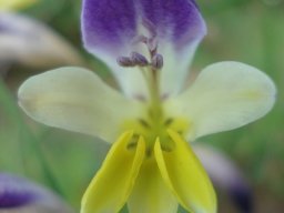 Sparaxis villosa style taller than stamens